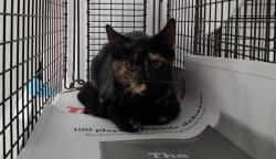 Shelter Stray Unknown Cat last seen Near BLOCK SW 40 ST, WEST PARK FL 33023, 2400 SW 42nd St, Fort Lauderdale, FL 33312, USA