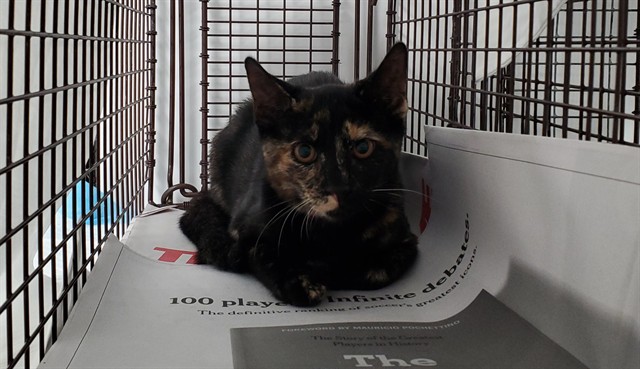 Shelter Stray Unknown Cat last seen Near BLOCK SW 40 ST, WEST PARK FL 33023, 2400 SW 42nd St, Fort Lauderdale, FL 33312, USA