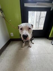 Shelter Stray Male Dog last seen Near BLOCK 12TH AVE NW, ISSAQUAH WA 98027, 21615 64th Ave S, Kent, WA 98032, USA