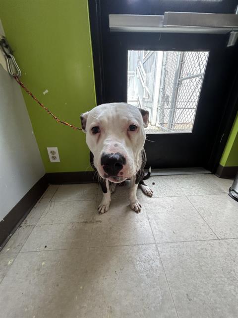 Shelter Stray Male Dog last seen Near BLOCK 12TH AVE NW, ISSAQUAH WA 98027, 21615 64th Ave S, Kent, WA 98032, USA