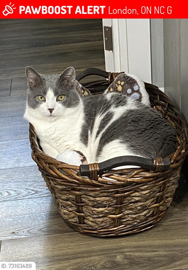 Lost Male Cat last seen Victor St, London, ON N6C 3G7