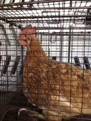 Shelter Stray Female Bird last seen IVANHOE ST, 12155 Park Blvd, Brighton, CO 80601, USA