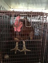 Shelter Stray Male Bird last seen IVANHOE ST, 12155 Park Blvd, Brighton, CO 80601, USA