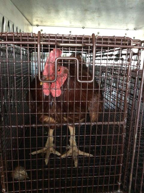 Shelter Stray Male Bird last seen IVANHOE ST, 12155 Park Blvd, Brighton, CO 80601, USA