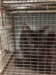 Shelter Stray Unknown Cat last seen Near BLOCK BROADWAY, 12155 Park Blvd, Brighton, CO 80601, USA