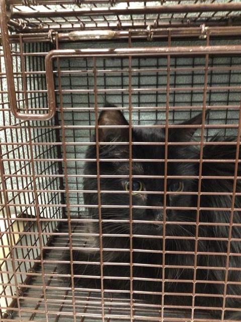 Shelter Stray Unknown Cat last seen Near BLOCK BROADWAY, 12155 Park Blvd, Brighton, CO 80601, USA