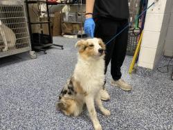 Shelter Stray Male Dog last seen Near BLOCK BLACK EAGLE DR, THOUSAND PALMS, CA, 72050 Pet Land Pl, Thousand Palms, CA 92276, USA