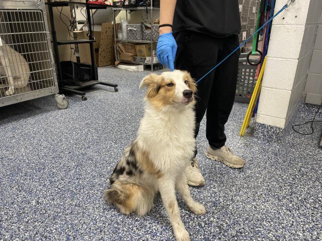 Shelter Stray Male Dog last seen Near BLOCK BLACK EAGLE DR, THOUSAND PALMS, CA, 72050 Pet Land Pl, Thousand Palms, CA 92276, USA