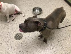 Shelter Stray Male Dog last seen Near BLOCK YAMPA CT, 12155 Park Blvd, Brighton, CO 80601, USA