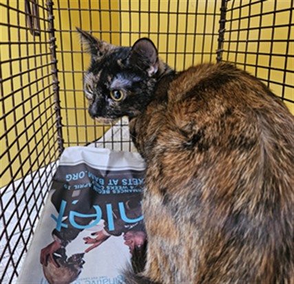 Shelter Stray Female Cat last seen , 3201 Lacy St, Los Angeles, CA 90031, USA