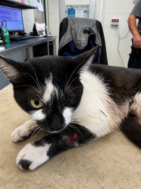 Shelter Stray Female Cat last seen ALAMANCE COUNTY, 221 Stone Quarry Rd, Burlington, NC 27217, USA