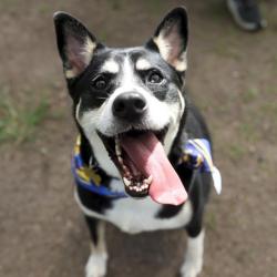 Shelter Stray Male Dog last seen Near BLOCK WAYSIDE, 4710 TX-151, San Antonio, TX 78227, USA