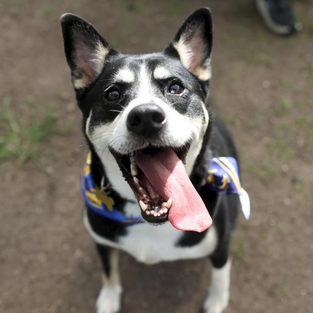 Shelter Stray Male Dog last seen Near BLOCK WAYSIDE, 4710 TX-151, San Antonio, TX 78227, USA