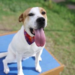 Shelter Stray Female Dog last seen NOPAL AND DENVER, 4710 TX-151, San Antonio, TX 78227, USA