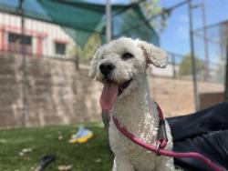 Shelter Stray Male Dog last seen , 29525 Agoura Rd, Agoura Hills, CA 91301, USA