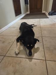 Found/Stray Female Dog last seen Neighborhood near Walmart, Joe's barbecue, Alvin, TX 77511
