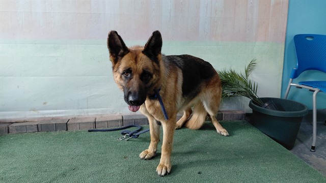 Shelter Stray Female Dog last seen , 4275 Elton St, Baldwin Park, CA 91706, USA