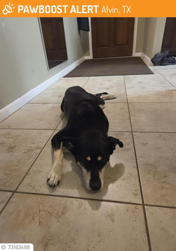 Found/Stray Female Dog last seen Neighborhood near Walmart, Joe's barbecue, Alvin, TX 77511