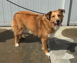 Shelter Stray Male Dog last seen Near BLOCK S. BROOK ST., 3528 Newburg Rd, Louisville, KY 40218, USA