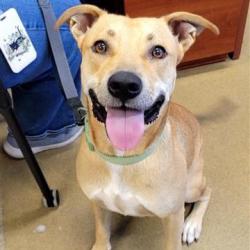 Shelter Stray Female Dog last seen BERNICE DR, 4710 TX-151, San Antonio, TX 78227, USA