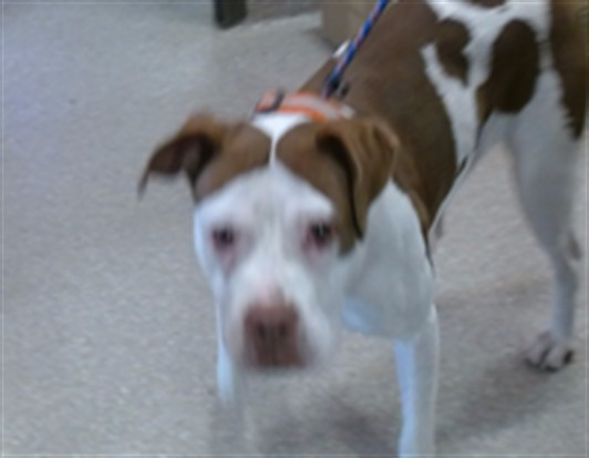 Shelter Stray Female Dog last seen PRESTON AND BROADWAY DUI ARREST, 3528 Newburg Rd, Louisville, KY 40218, USA