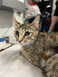 Shelter Stray Female Cat last seen ALAMEDA PT. IN A BUSH NEAR A TREE, 1590 Fortmann Way, Alameda, CA 94501, USA