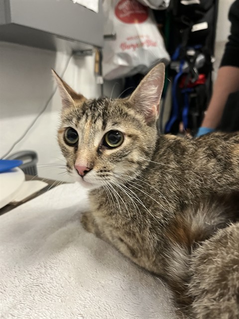 Shelter Stray Female Cat last seen ALAMEDA PT. IN A BUSH NEAR A TREE, 1590 Fortmann Way, Alameda, CA 94501, USA