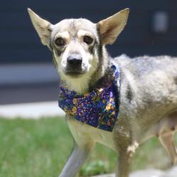 Shelter Stray Female Dog last seen Near BLOCK OLNEY, 4710 TX-151, San Antonio, TX 78227, USA