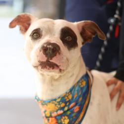 Shelter Stray Male Dog last seen NOPAL AND DENVER, 4710 TX-151, San Antonio, TX 78227, USA