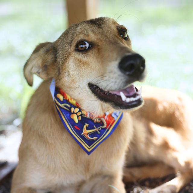 Shelter Stray Female Dog last seen Near BLOCK MACHAELA TRACE, 4710 TX-151, San Antonio, TX 78227, USA