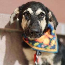 Shelter Stray Male Dog last seen , 4710 TX-151, San Antonio, TX 78227, USA
