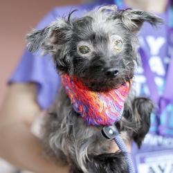 Shelter Stray Female Dog last seen DAVE ERWIN DR, 4710 TX-151, San Antonio, TX 78227, USA