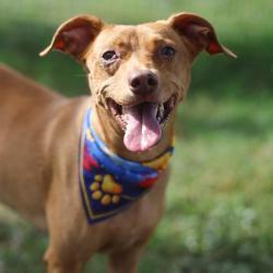 Shelter Stray Male Dog last seen Near BLOCK WAYSIDE, 4710 TX-151, San Antonio, TX 78227, USA