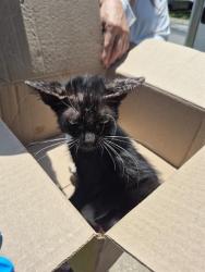 Shelter Stray Male Cat last seen Near BLOCK SERENE GROVE, 4710 TX-151, San Antonio, TX 78227, USA