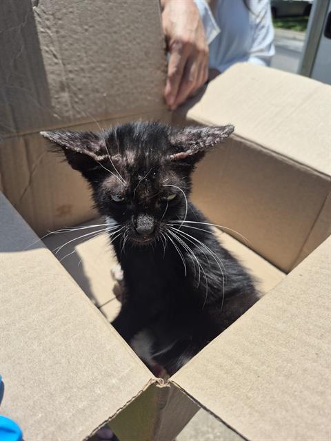 Shelter Stray Male Cat last seen Near BLOCK SERENE GROVE, 4710 TX-151, San Antonio, TX 78227, USA