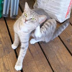 Shelter Stray Female Cat last seen Near BLOCK STRATFORD COURT, 4710 TX-151, San Antonio, TX 78227, USA