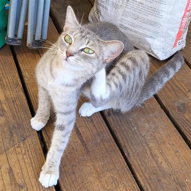 Shelter Stray Female Cat last seen Near BLOCK STRATFORD COURT, 4710 TX-151, San Antonio, TX 78227, USA
