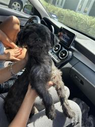 Shelter Stray Male Dog last seen , 4710 TX-151, San Antonio, TX 78227, USA