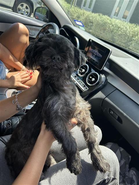 Shelter Stray Male Dog last seen , 4710 TX-151, San Antonio, TX 78227, USA