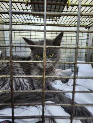 Shelter Stray Unknown Cat last seen Near BLOCK CATLE GUARD, 4710 TX-151, San Antonio, TX 78227, USA