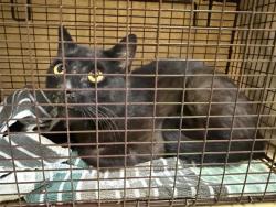 Shelter Stray Unknown Cat last seen 20TH ST & 60TH AVE, 2127 Front St, Sacramento, CA 95818, USA