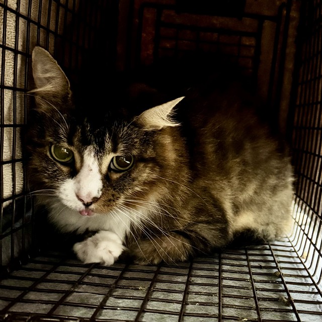 Shelter Stray Female Cat last seen GARDENIA DR, FRUITLAND PARK, 12280 County Rd 448, Tavares, FL 32778, USA