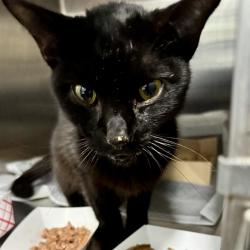 Shelter Stray Female Cat last seen GLENN VIEW RD, FRUITLAND PARK, 12280 County Rd 448, Tavares, FL 32778, USA