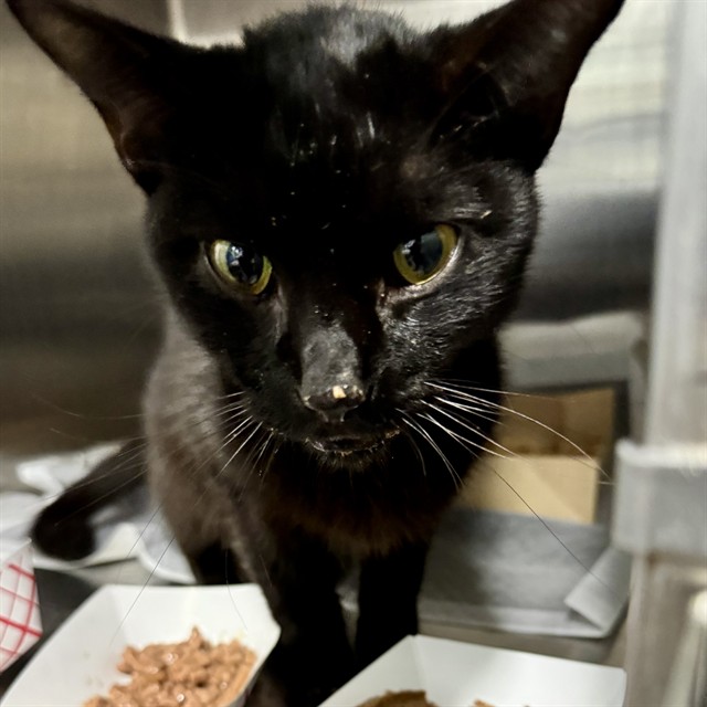 Shelter Stray Female Cat last seen GLENN VIEW RD, FRUITLAND PARK, 12280 County Rd 448, Tavares, FL 32778, USA