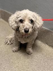 Shelter Stray Female Dog last seen Near BLOCK WILDERNESS WAY, NORTH LAS VEGAS NV 89030, 655 N Mojave Rd, Las Vegas, NV 89101, USA