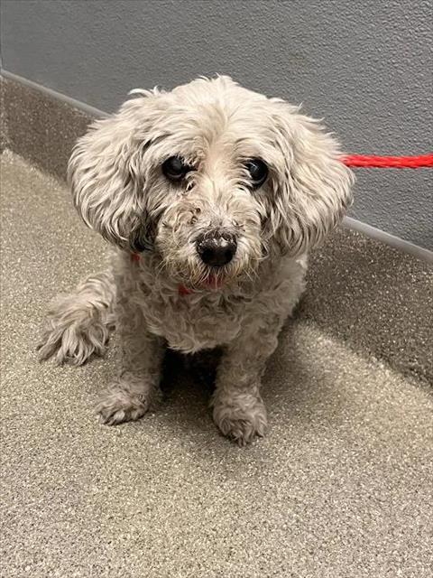 Shelter Stray Female Dog last seen Near BLOCK WILDERNESS WAY, NORTH LAS VEGAS NV 89030, 655 N Mojave Rd, Las Vegas, NV 89101, USA