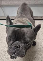 Shelter Stray Male Dog last seen Near BLOCK MCKELVEY AVE, BAKERSFIELD CA 93308, 3951 Fruitvale Ave, Bakersfield, CA 93308, USA