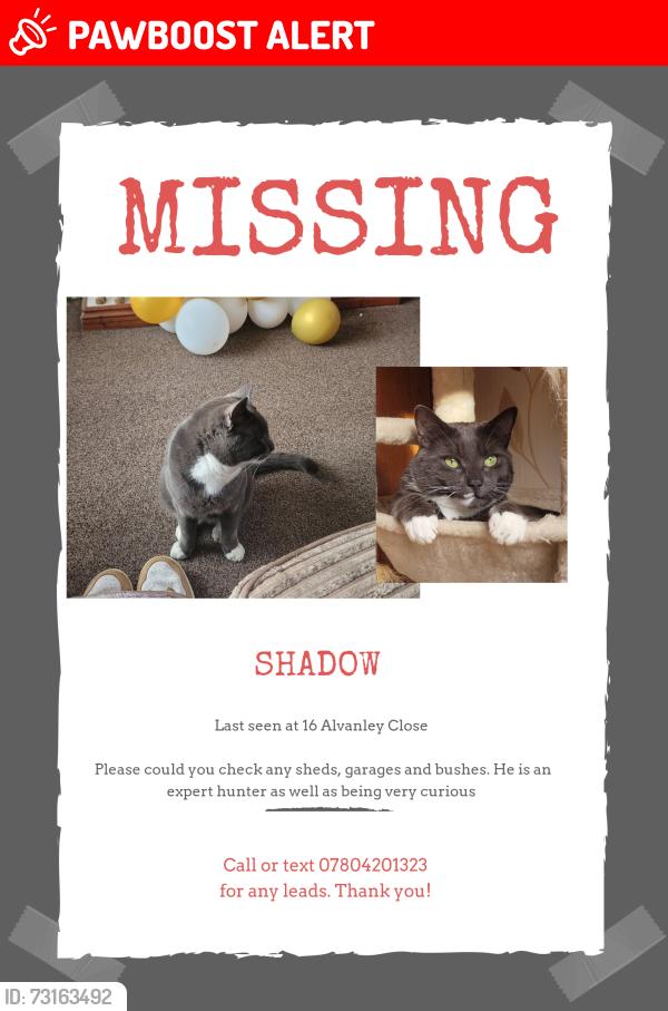 Lost Male Cat last seen Near Alvanley Close, Greater Manchester, England WN5 0HL