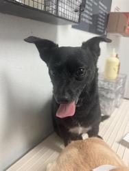 Shelter Stray Male Dog last seen Near BLOCK BETTY LN, WOFFORD HEIGHTS CA 93285, 3951 Fruitvale Ave, Bakersfield, CA 93308, USA