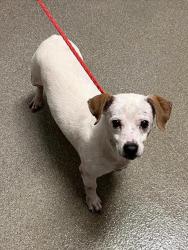 Shelter Stray Male Dog last seen TROPICANA AND JONES, 655 N Mojave Rd, Las Vegas, NV 89101, USA